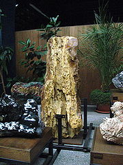 Earth_-Petrified-tree-Sofia-Museum1