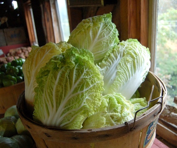 Най-често срещаното китайско зеле, на латинск Brassica rapa Снимка: fotopedia.com