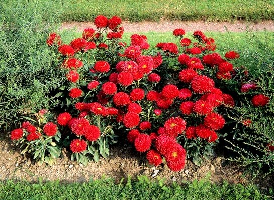 Красотата на димитровчетата Снимка: gradensandplants.com, СС