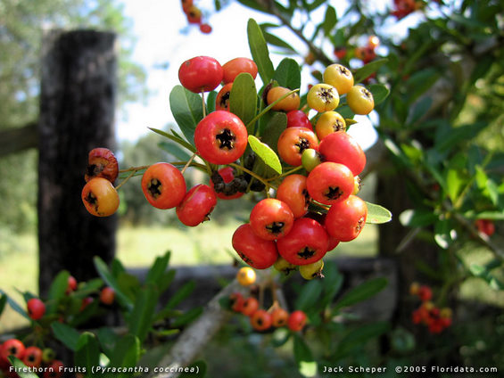 Плодовете на пиракантата създават не по-малко колорит Снимка: Pyracantha-coccinea-floridata.com, СС