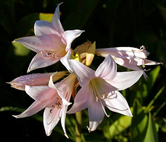 Бели, розови или оранжеви, цветовете на Amaryllis belladonna си остават красиви  Снимка: Wikimedia