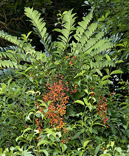 Eurycoma Longofilia, наричана още дългото момче или Дългия Джак Снимка:  wildsingapore.com, CC