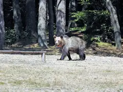 Кафява мечка на поляна в гора в Карпатите