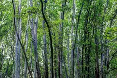 Чинарови стволове в защитената местност „Чинарите“ край Белащица