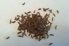Семена от ким отблизо