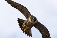 Сокол скитник в полет