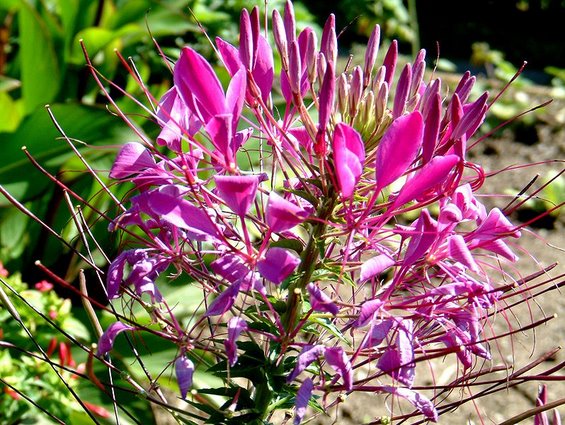 Разкошните цветове на клеомето (Cleome spinosa) догодина ще добавят бели, розови и жълти багри в градината Снимка: Хедвиг Сторч, Wikimedia