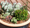 succulent-in-planterwickmans