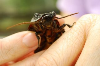 04cockroach_Houston_Museum_of_Natural_Science_Flickr_CC